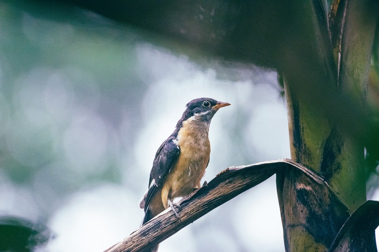 Is Upi Online Gambling Legal Status India Legal in India? Complete 2026 Guide